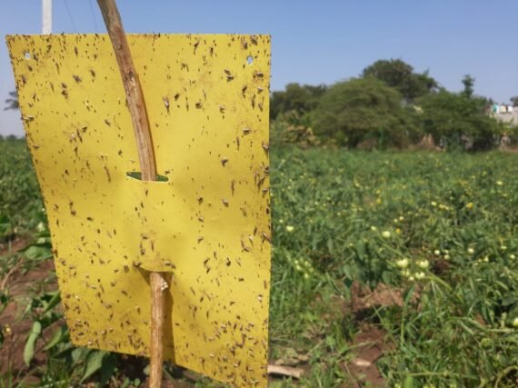 Yellow sticky Trap: A4 Size